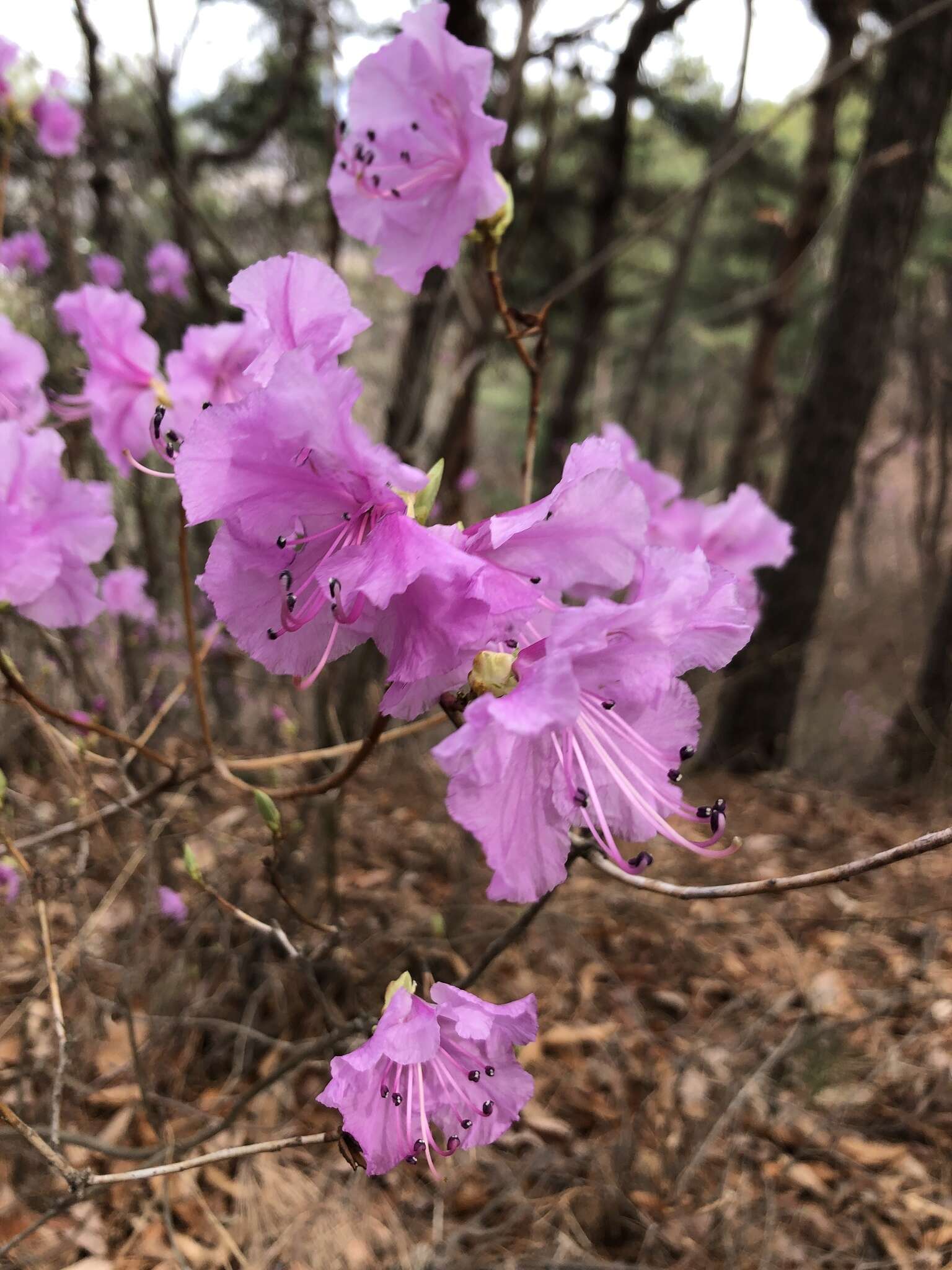 Image de Rhododendron mucronulatum Turcz.