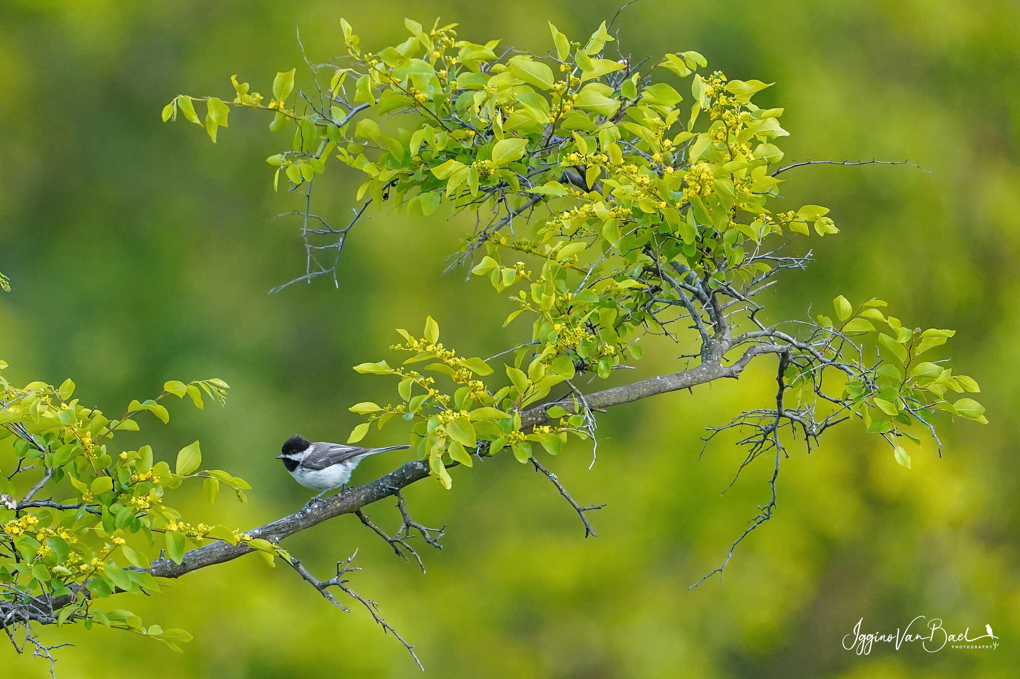 Image of Sombre Tit