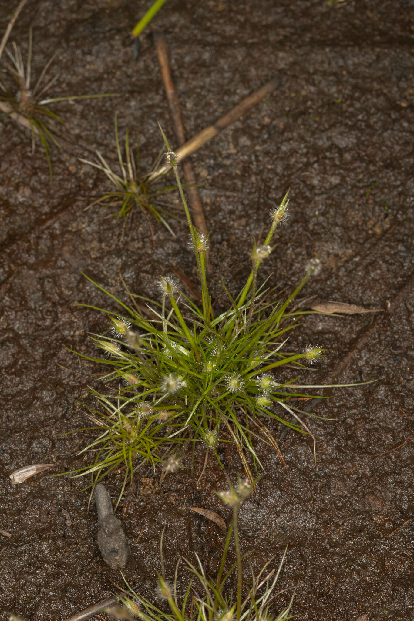 Image of Centrolepis fascicularis Labill.