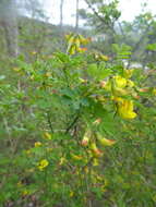 Image of scorpion senna