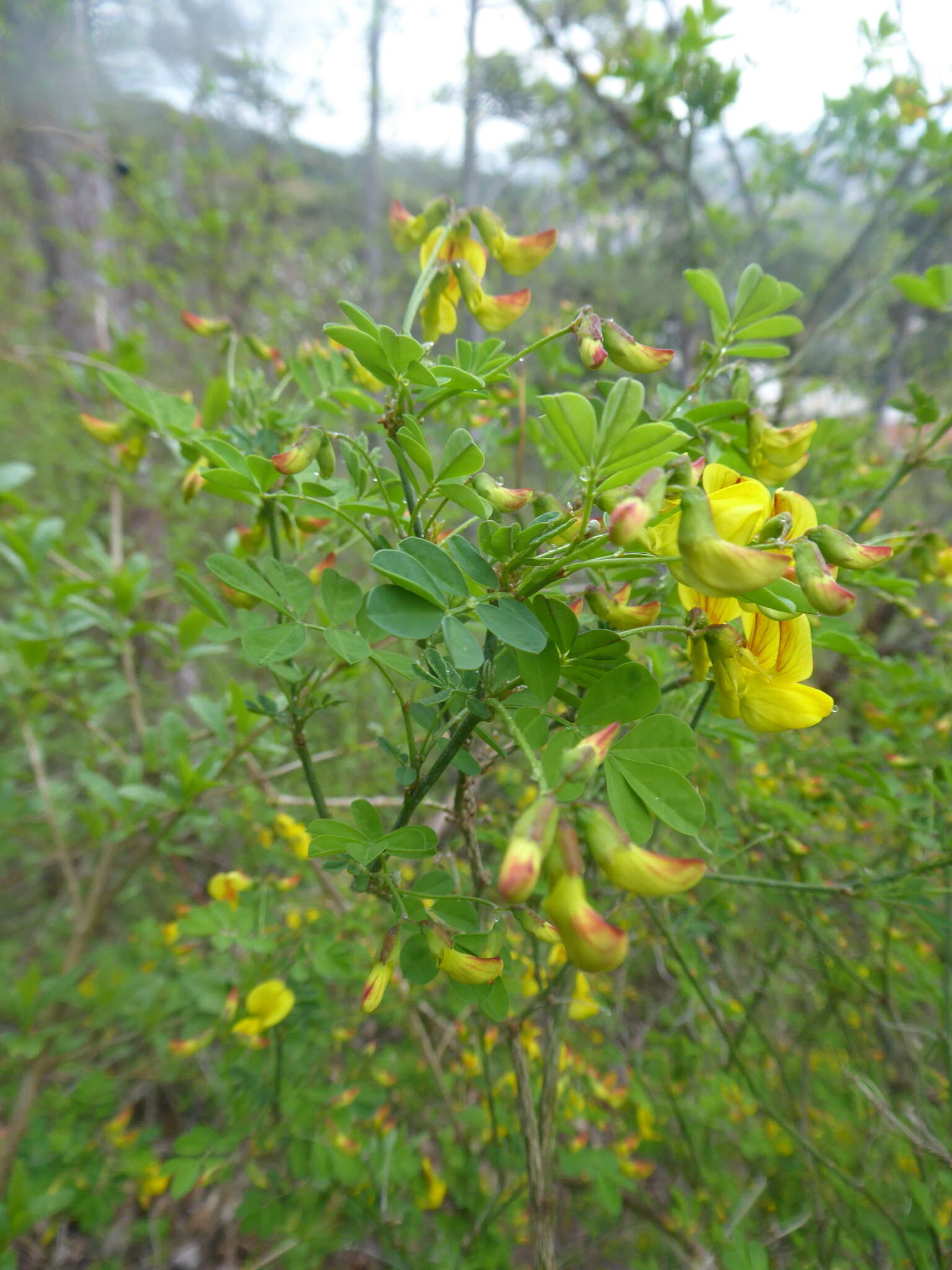 صورة Hippocrepis emerus subsp. emerus