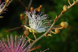 Capparis zeylanica L. resmi