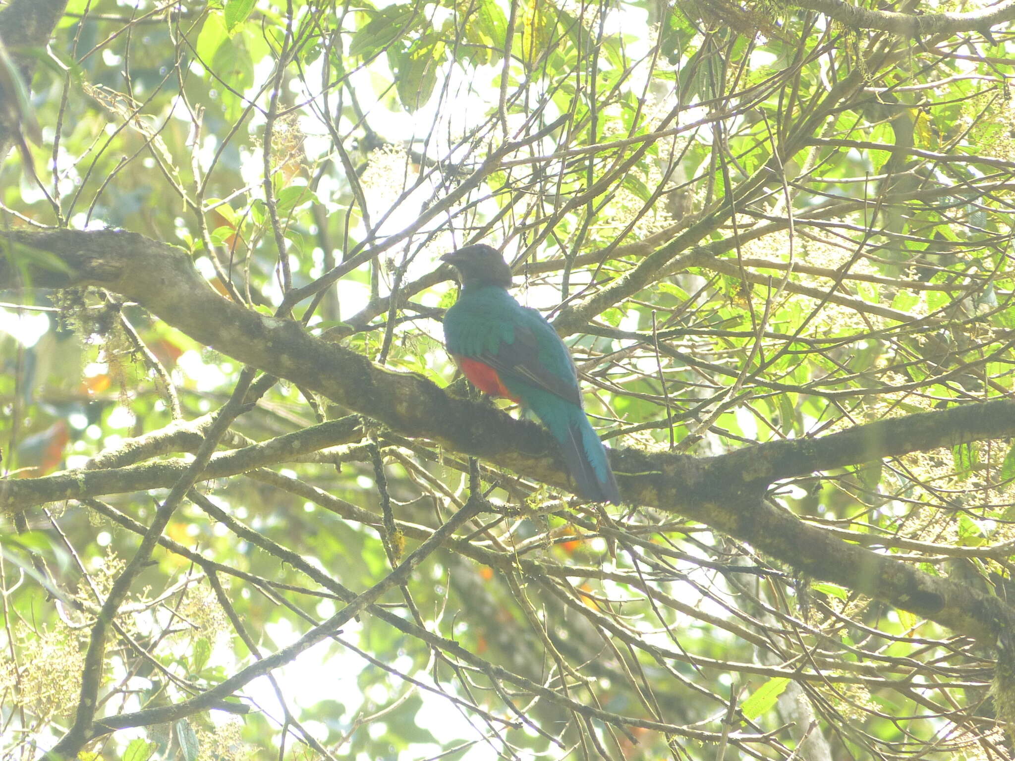 Image de Quetzal doré