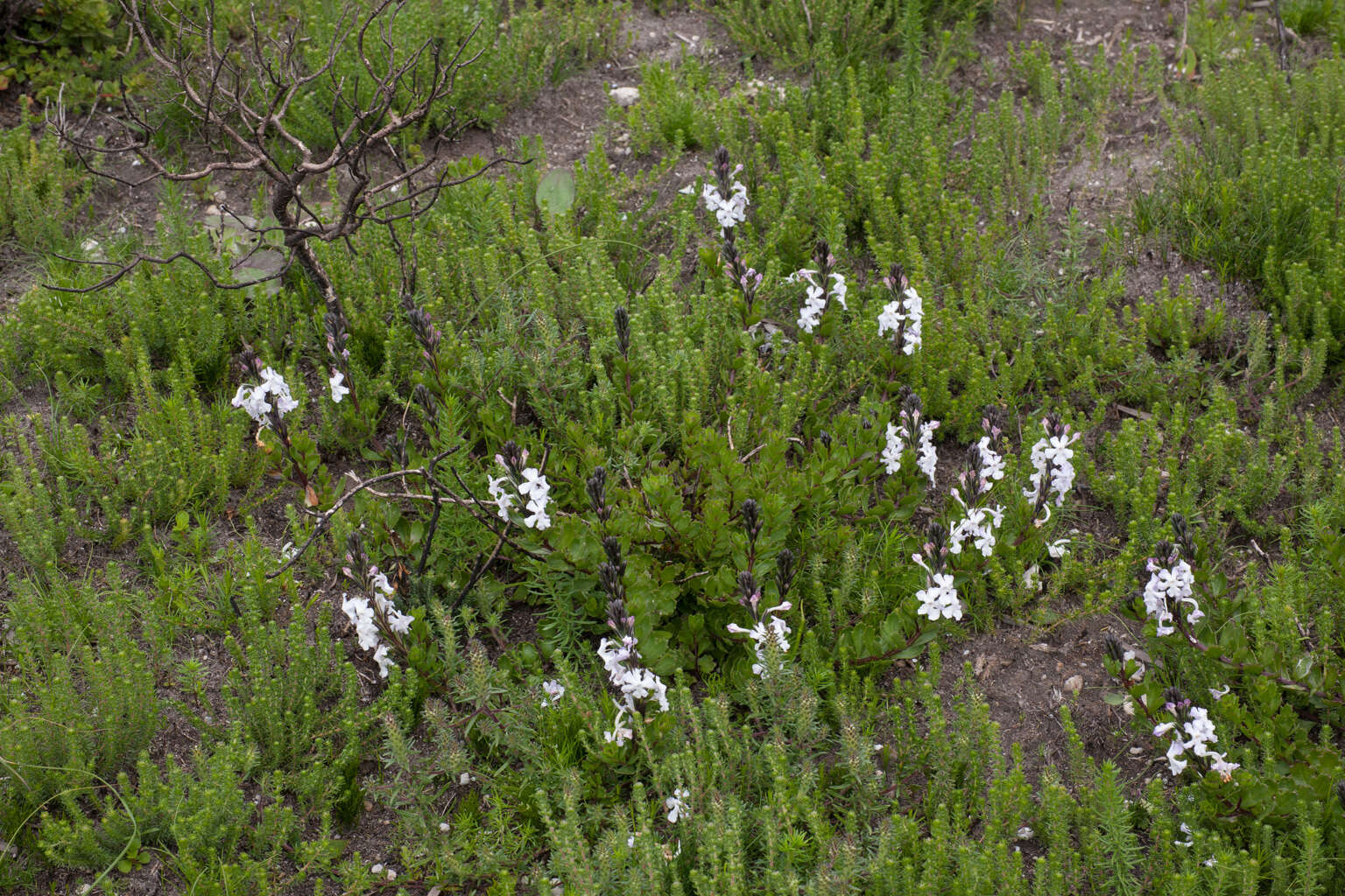 Image of Chascanum cernuum (L.) E. Mey.