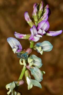 Image of Astragalus guatemalensis Hemsl.