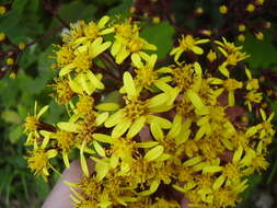 Image of velvet groundsel