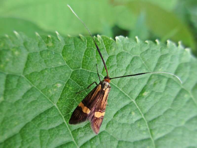 Image of Longhorn Moth