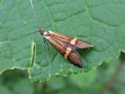 Imagem de Nemophora degeerella Linnaeus 1758