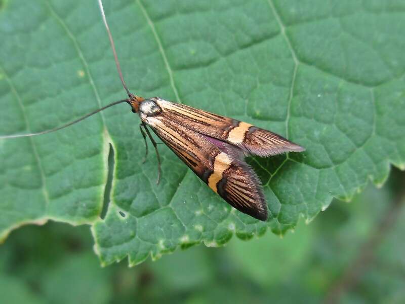 Image of Longhorn Moth