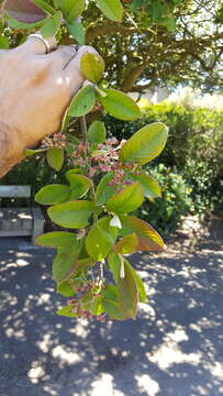 Image of Cotoneaster coriaceus Franch.