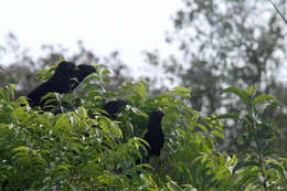 Imagem de Crotophaga Linnaeus 1758