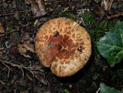 Image of Russula novae-zelandiae McNabb 1973