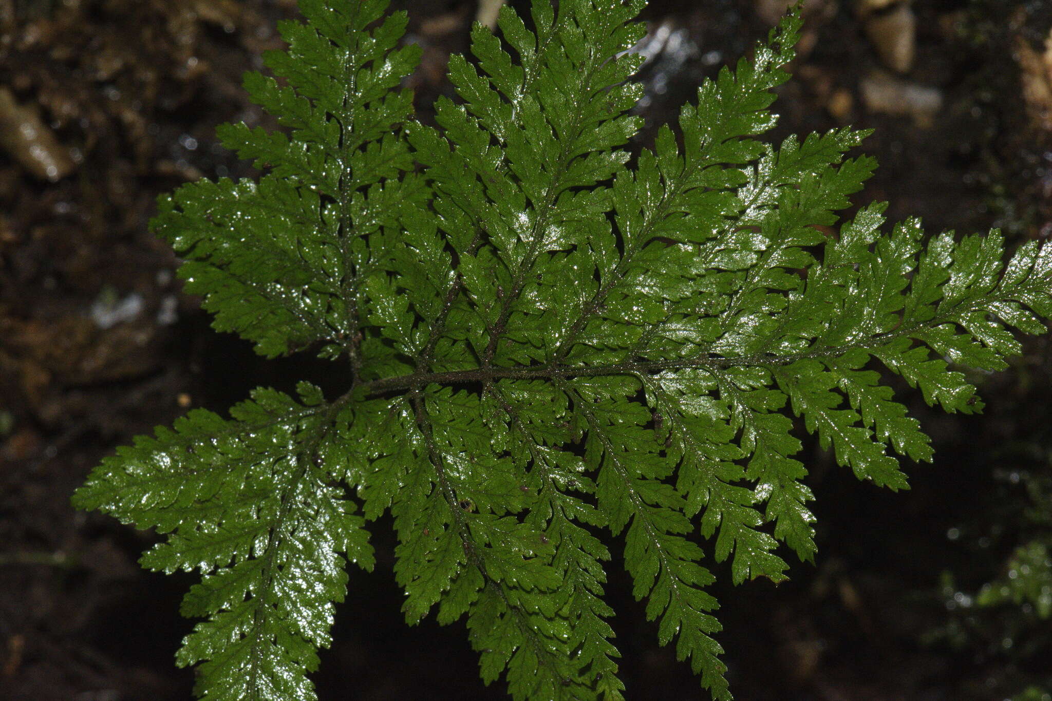 Image de Parapolystichum microsorum subsp. pentagulare (Colenso) Labiak, Sundue & R. C. Moran