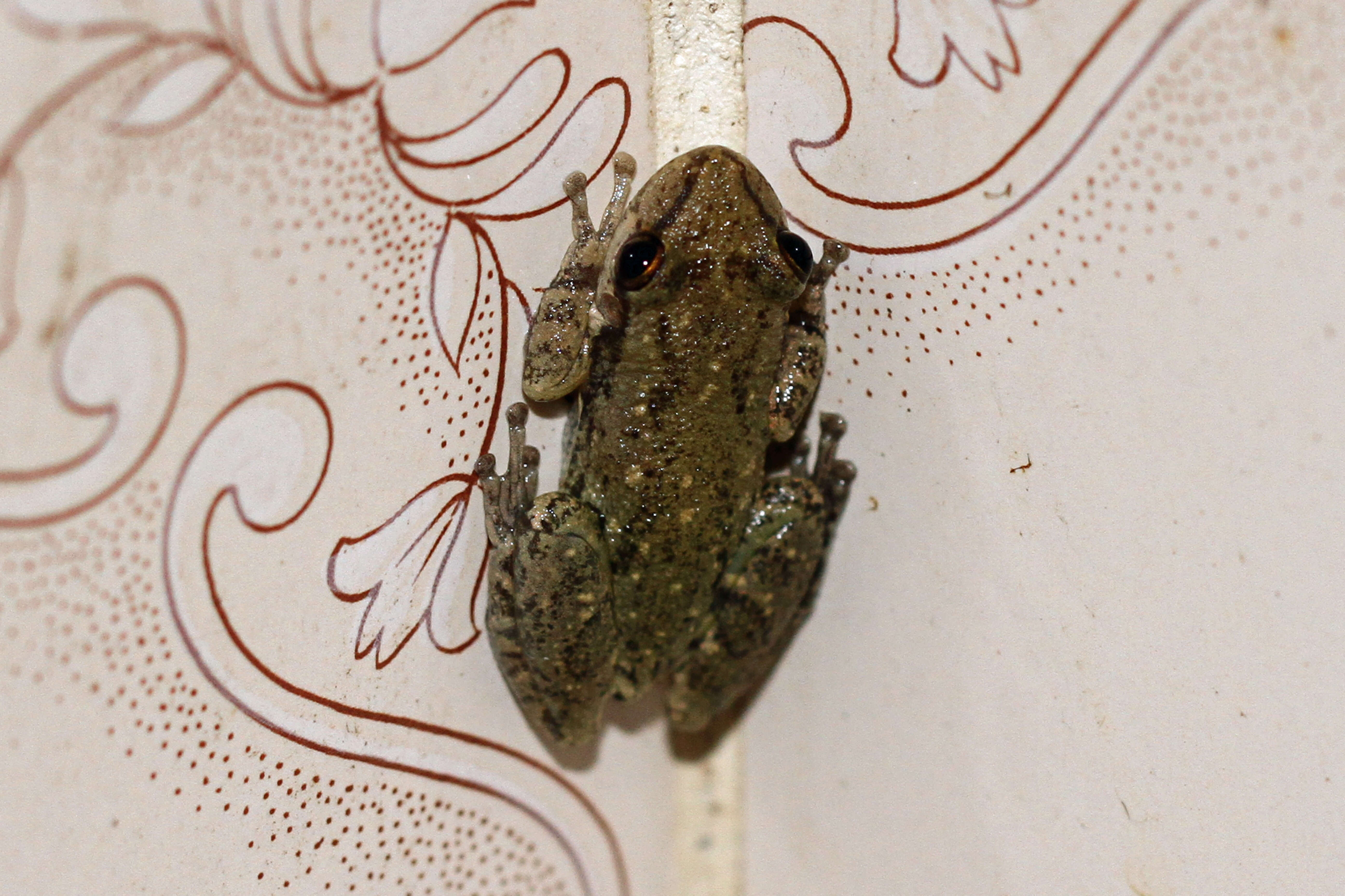 Image of Lesser Snouted Treefrog
