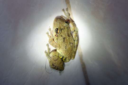 Image of Fuscous-blotched Treefrog