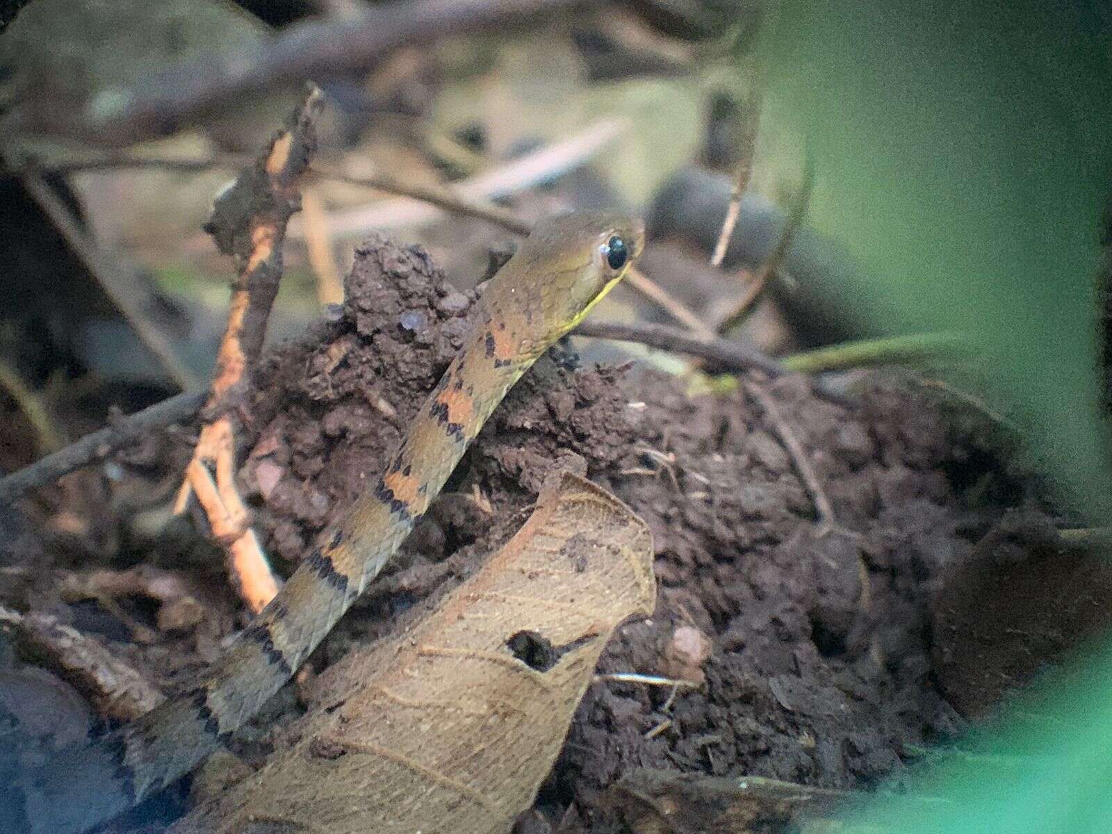 Image of South American Forest Racer