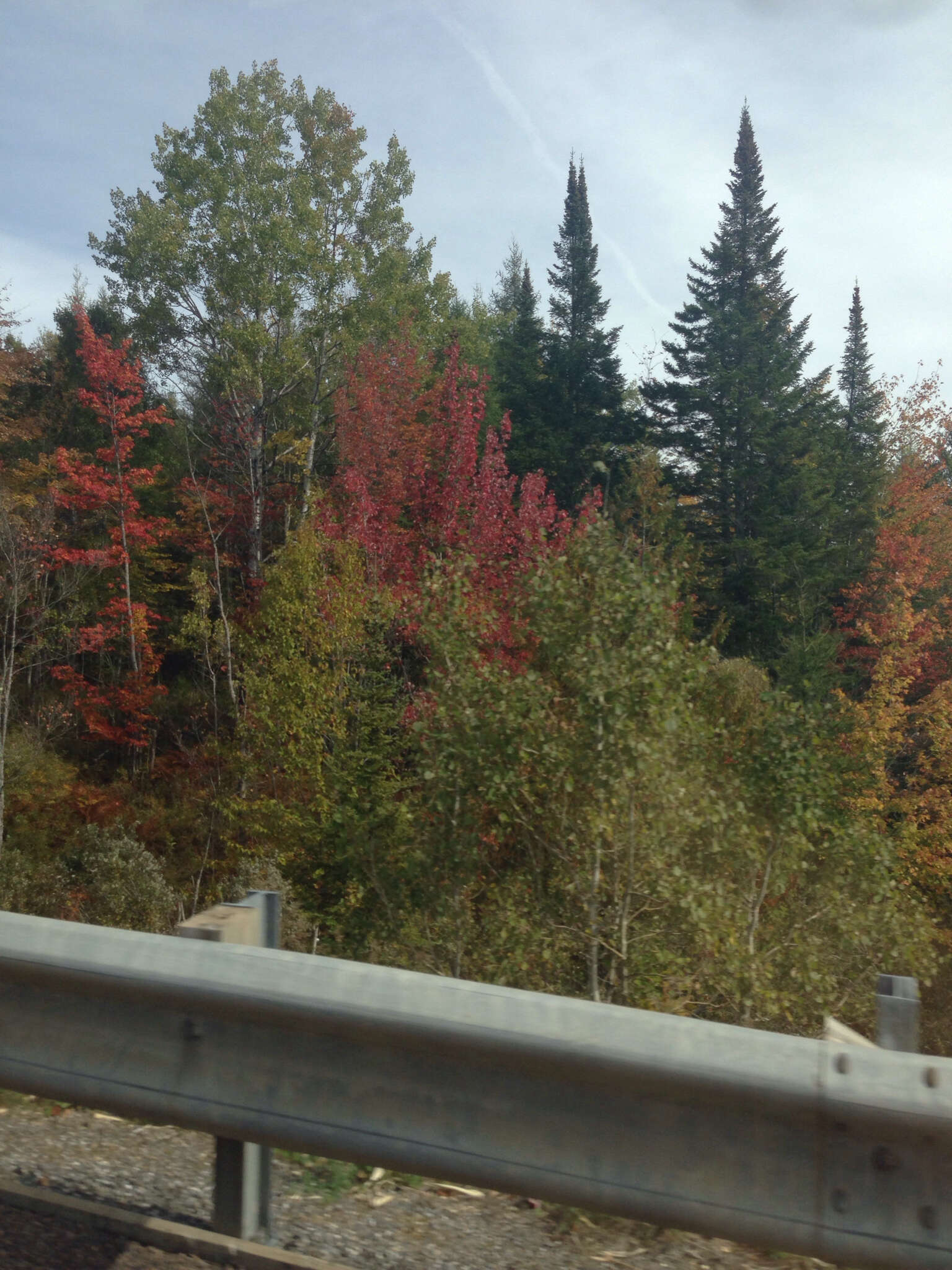 Image of American Larch