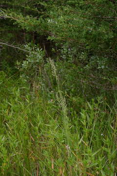 Image of Greeneochloa coarctata