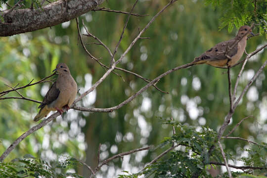 Image of Eared Dove