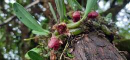 Image of Bulbophyllum griffithii (Lindl.) Rchb. fil.