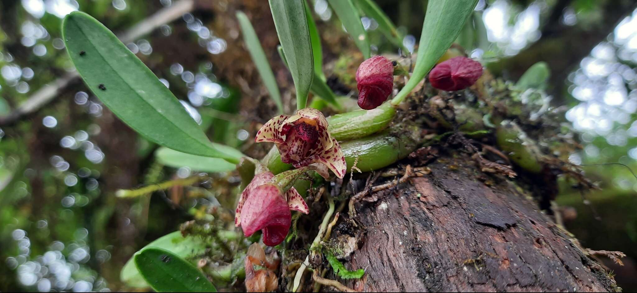 Image of Bulbophyllum griffithii (Lindl.) Rchb. fil.