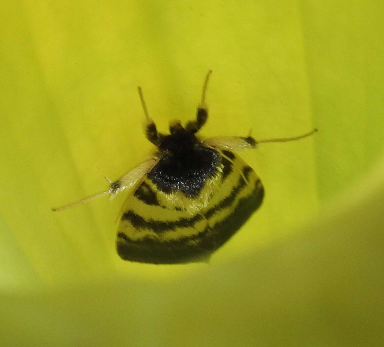 Image of Riding's Pitcherplant Looper