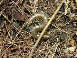 Image of Scolopendra dalmatica C. L. Koch 1847