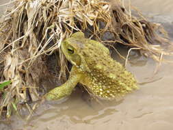 Image of Argentine toad