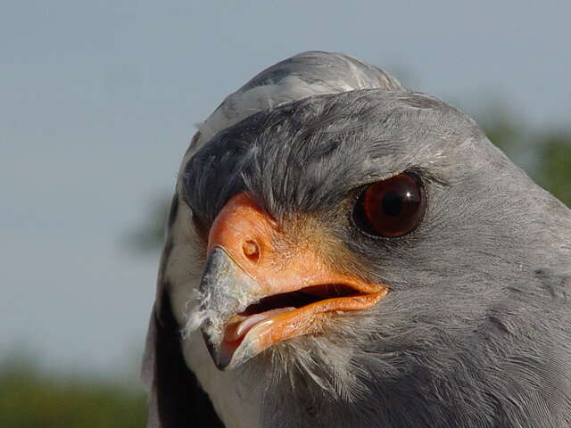 Image of Pale Chanting Goshawk