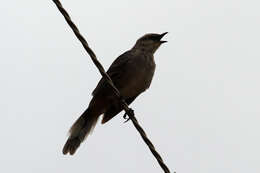 Image of Chalk-browed Mockingbird