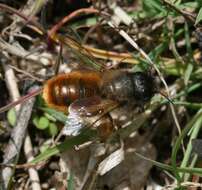 Image of Osmia rufa (Linnaeus 1758)