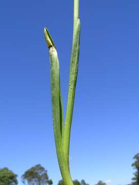 Image of Spiranthes australis