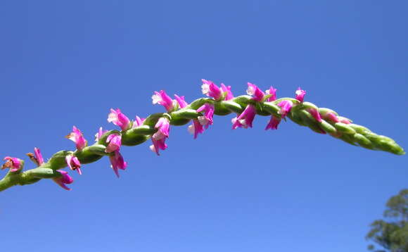 Image of Spiranthes australis