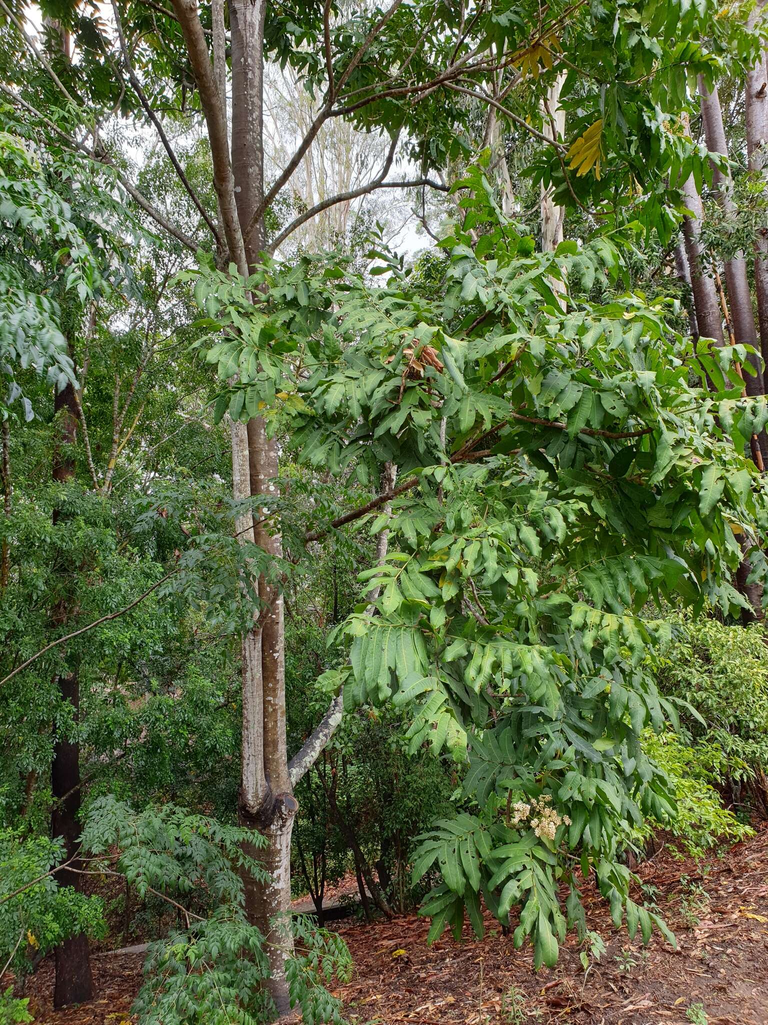 Image of Flindersia schottiana F. Müll.