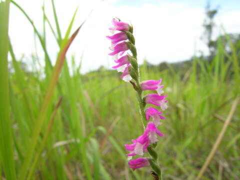 Image of Spiranthes australis