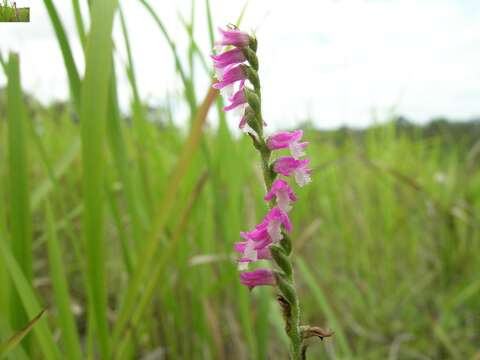 Image of Spiranthes australis