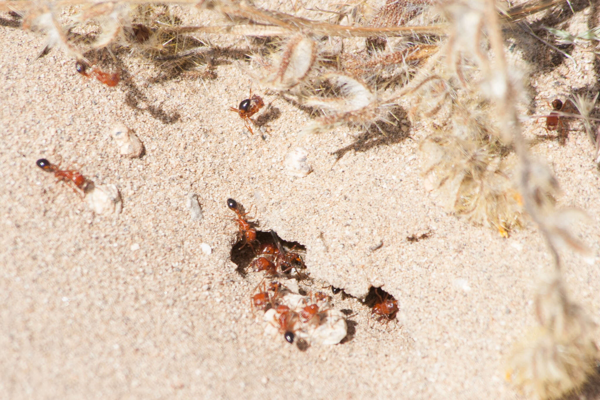 Image of California Harvester Ant