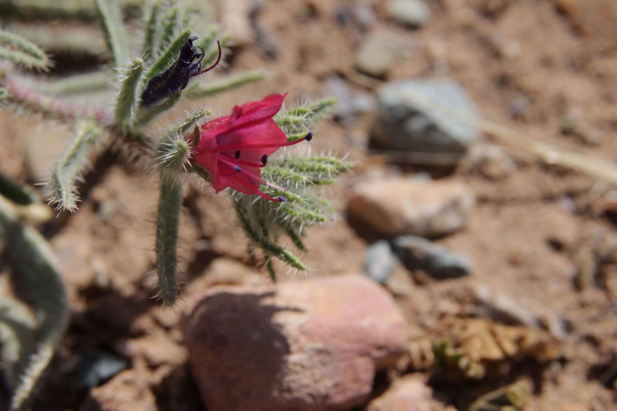 Image of Echium horridum Batt.