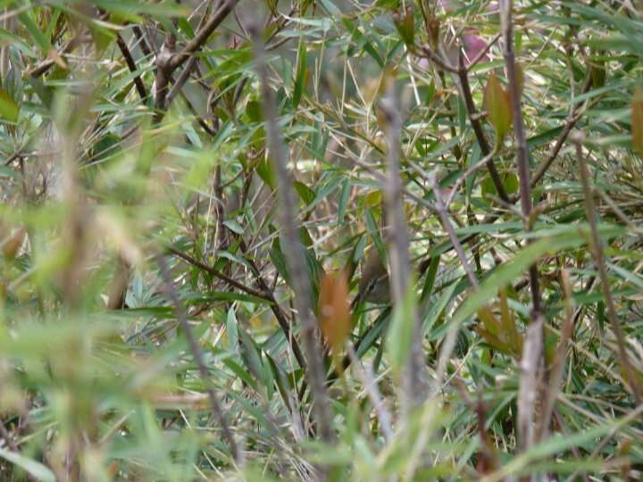 Image of Yellow-bellied Bush Warbler