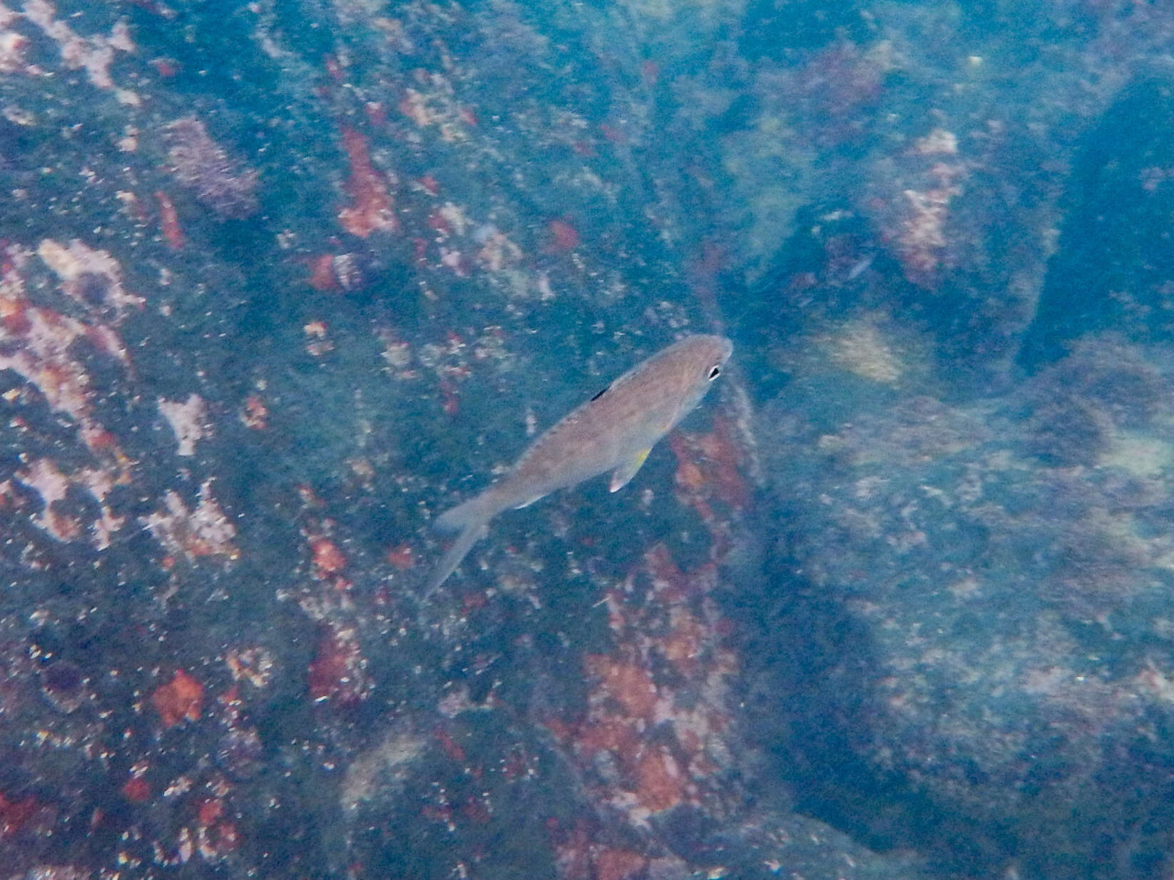 Image of Black-tipped Silver-biddy