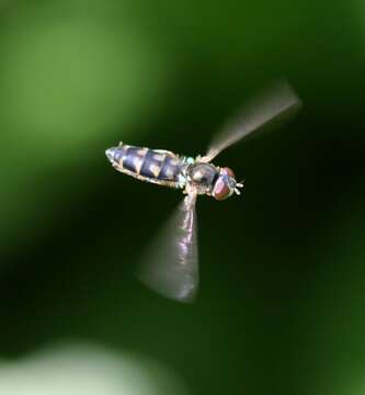 Image of Melanostoma scalare (Fabricius 1794)