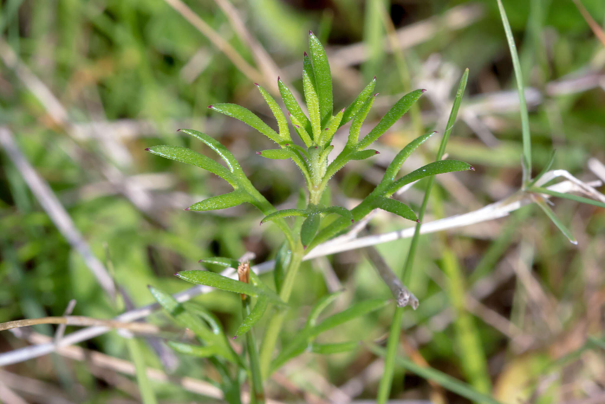 Image of Haloragis heterophylla Brongn.