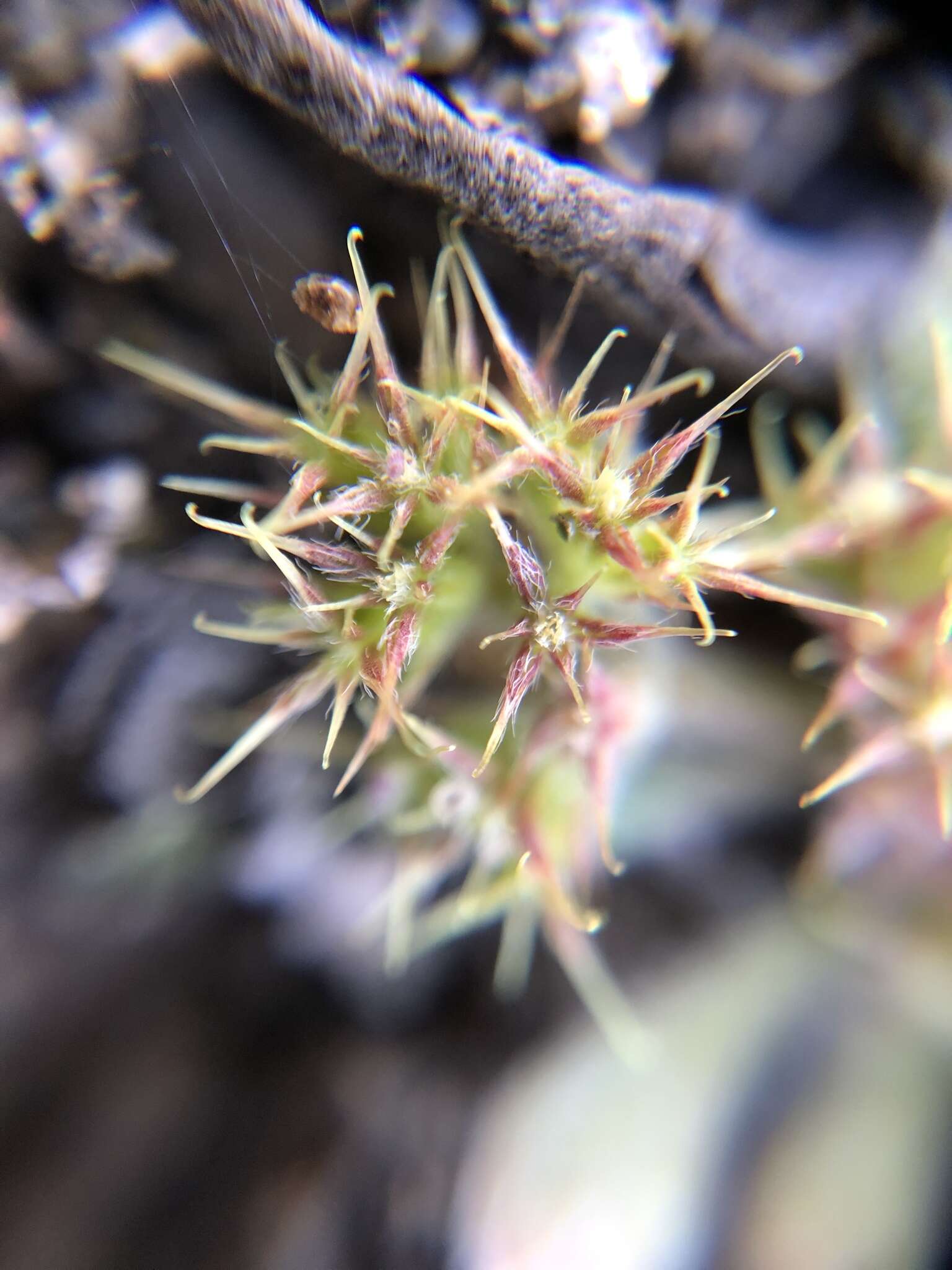 Image of Chorizanthe minutiflora R. Morgan, Styer & Reveal