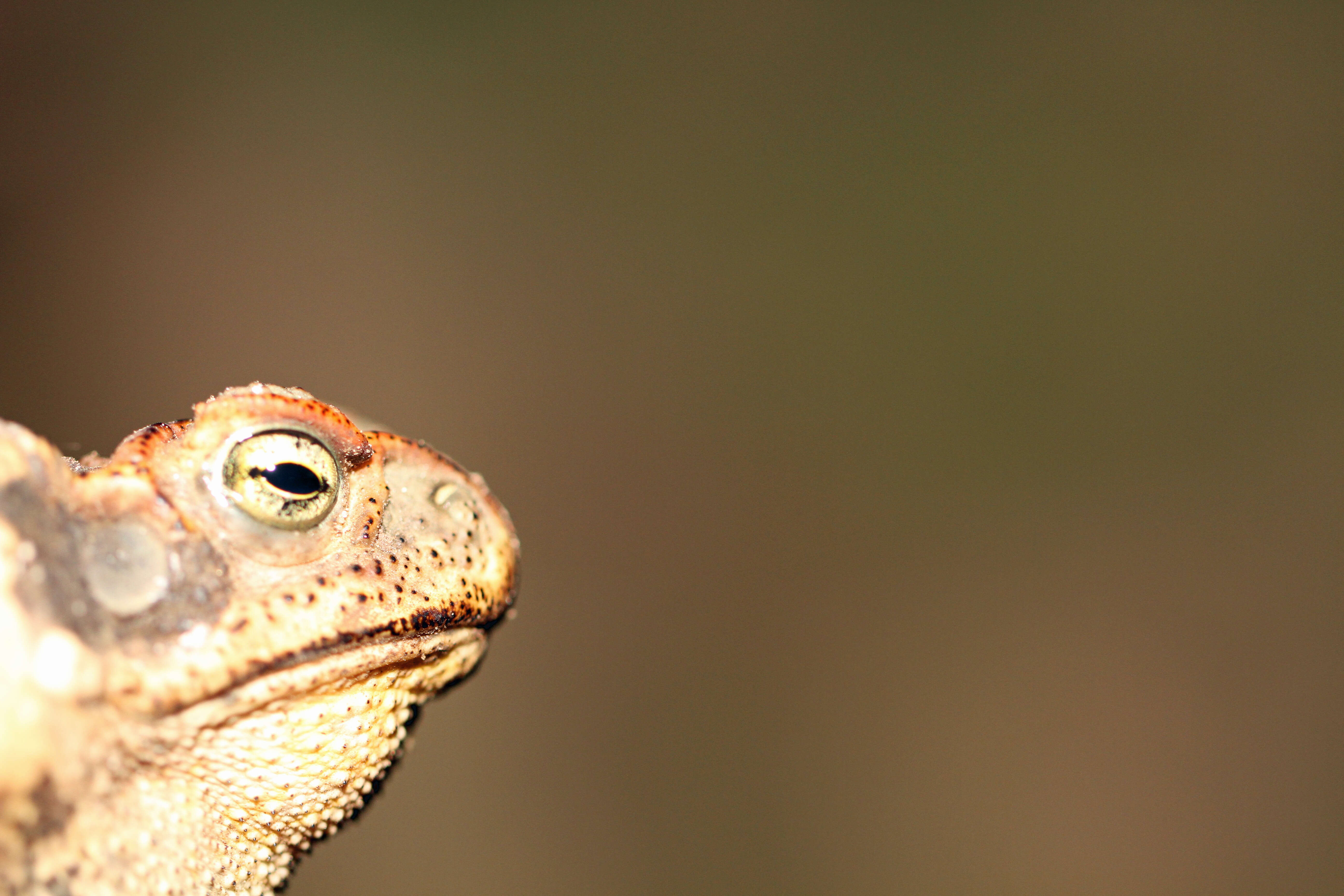 Image of Cururu Toad