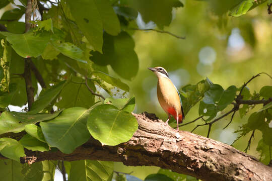 Plancia ëd Pitta brachyura (Linnaeus 1766)