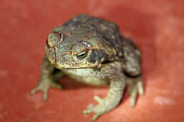 Image of Cururu Toad