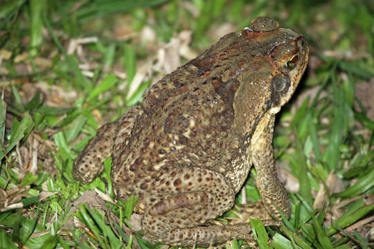 Image of Cururu Toad