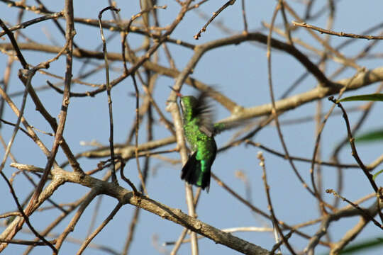 Image of Glittering-bellied Emerald