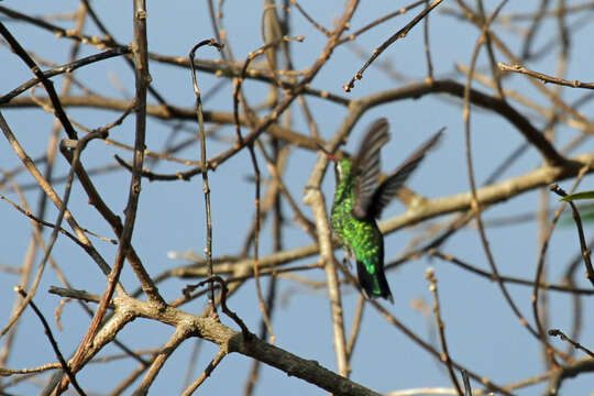 Image of Glittering-bellied Emerald