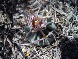 Image of Stenocactus coptonogonus (Lem.) A. Berger